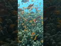 اكتشف جمال البحر الأحمر أسماك الأنثياس المذهلة Discover The Beauty Of Red Sea Amazing Anthias Fish 
