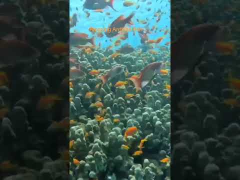 اكتشف جمال البحر الأحمر أسماك الأنثياس المذهلة Discover The Beauty Of Red Sea Amazing Anthias Fish 
