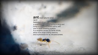 I got Bored so I Filmed ANTS in 4K // LTN