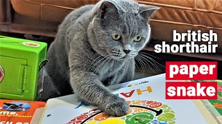 BRITISH SHORTHAIR - PAPER SNAKE GAME by The Famous Tom 45 views 3 years ago 2 minutes, 45 seconds