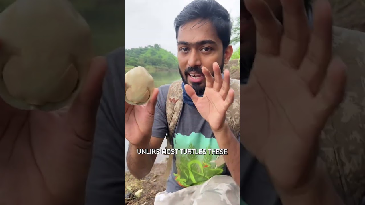 India's Most Dangerous Turtle!! 