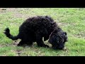 Britain's saddest puppy