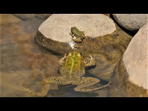 Encounters between big and small frogs / Begegnungen zwischen grossen Fröschen und kleinen