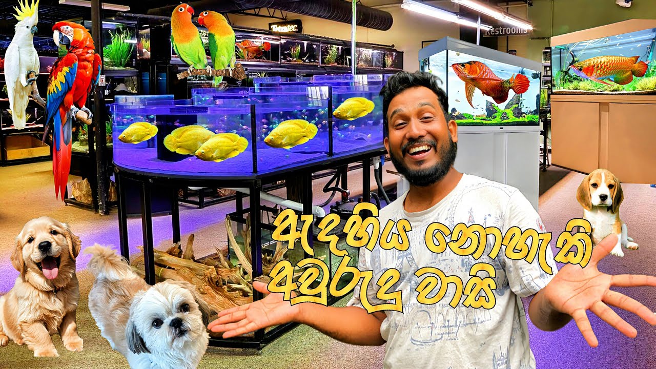 TikTok එකේ ජනප්‍රියම Aquarium එකන් අලුත් අවුරැද්දට වාසි ගොඩක් | ටික ටික ගෙවන්නත් ගන්නත් පුලුවන් | 😍