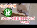 ハムケツの撮影便利グッズ？！【ハムスター/キンクマ】