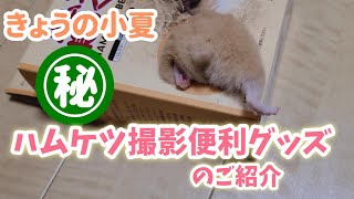 ハムケツの撮影便利グッズ？！【ハムスター/キンクマ】