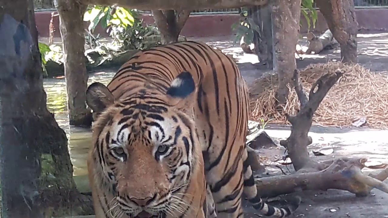 Penampakan Harimau putih di Bali Zoo Park YouTube