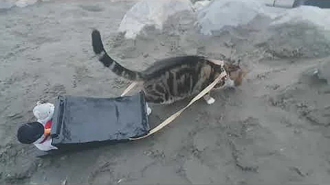 Gish 2021 - Item 99. Cat sledding on Sand. Team: D...