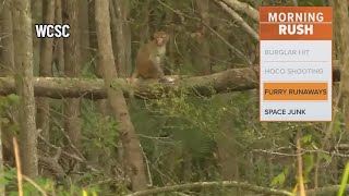 Half the monkeys that escaped from a research lab have been returned