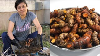Therapeutic Gardening Harvesting Turmeric Mango Ginger Haldi Adrak vlog | Bhavna's Kitchen screenshot 5