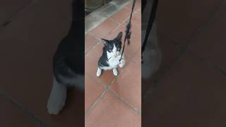 Download Lagu Cutest little kitten having fun in front yard. #shortvideo #cat #kitten #catvideos MP3