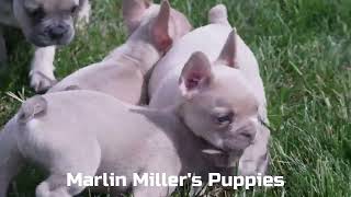 Marlin Miller's French Bulldog Puppies