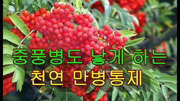 중풍환자도 낫게하는 놀라운 이열매 효능? 마가목열매효능,#마가목술,