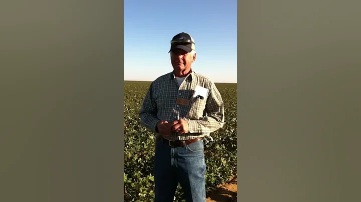 Ron Goebel in Organic Cotton Field
