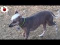 Chinese Crested Dog/Mexican Hairless Dog Runs Around Dog Park