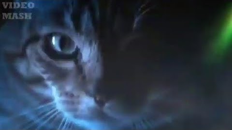 Destroy everything - Hatebreed  (Cats edition-full song)