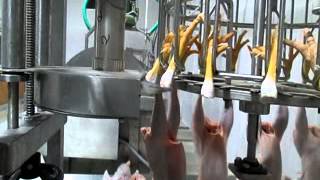 Automatic Poultry Processing Plant up to 3000 Birds Per Hour