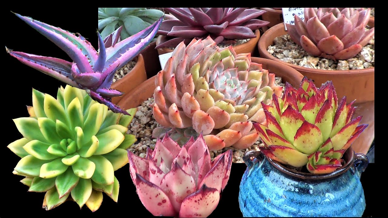 Echeveria and AGAVE Creme Brulee | VLOG #56 Succulents & Coffee w/ Liz