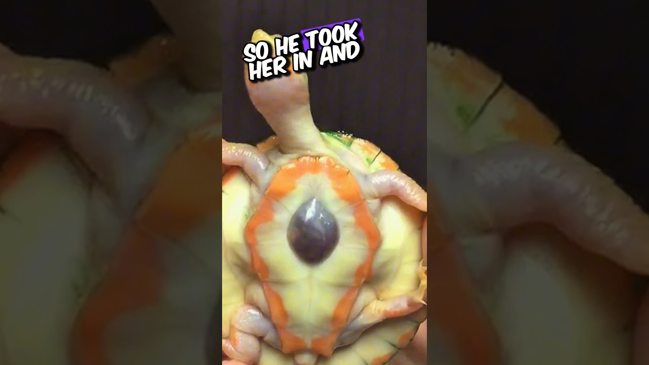 This little Turtle have open heart ❤️ 🥺 