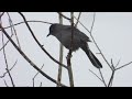 A Few More Canadian Birds A Few More Canadian Birds