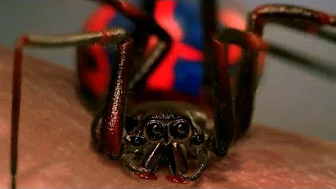 How long was Peter B Parker Spider-Man?