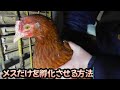 【養鶏編】卵の自給自足　メスだけを孵化させる方法　鶏たちの現状と紹介