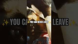 #loyalpets #dogshorts #cute #mansbestfriend #dogsofyoutube #doesn'tlikebeingleftalone #truefriends