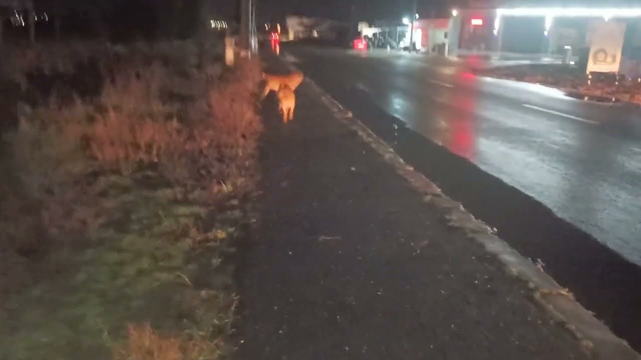 Dogs 🐕 attack near the car wash / Собаки 🐶 возле мойки пошли в атаку + #dogs #dog