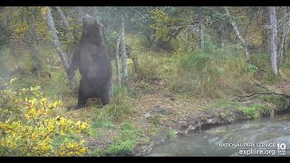 856 scratches his back on a tree - Explore.org September 21, 2022