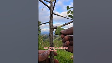 Use the air layering technique #farming