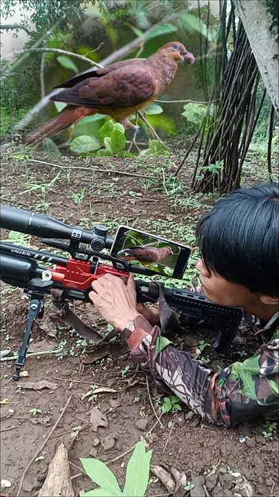 BERBURU TEKUKUR MERAH #shorts