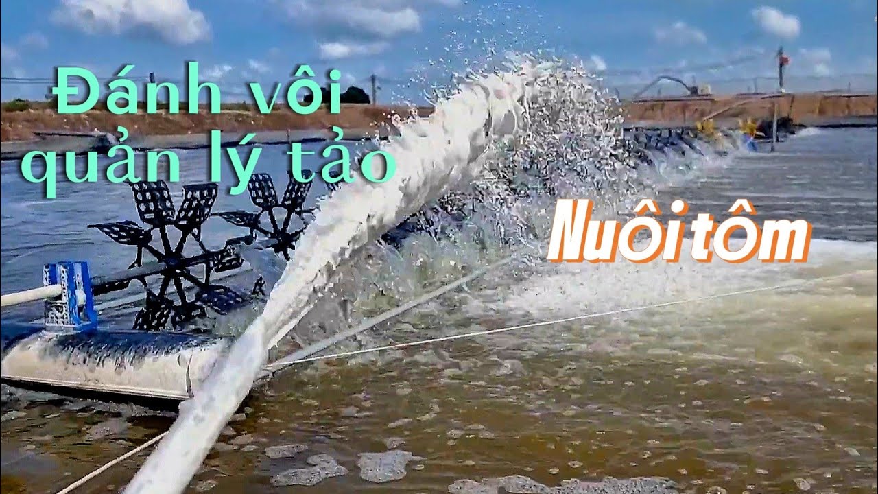 Cách quản lý tảo nuôi tôm mùa nắng nóng