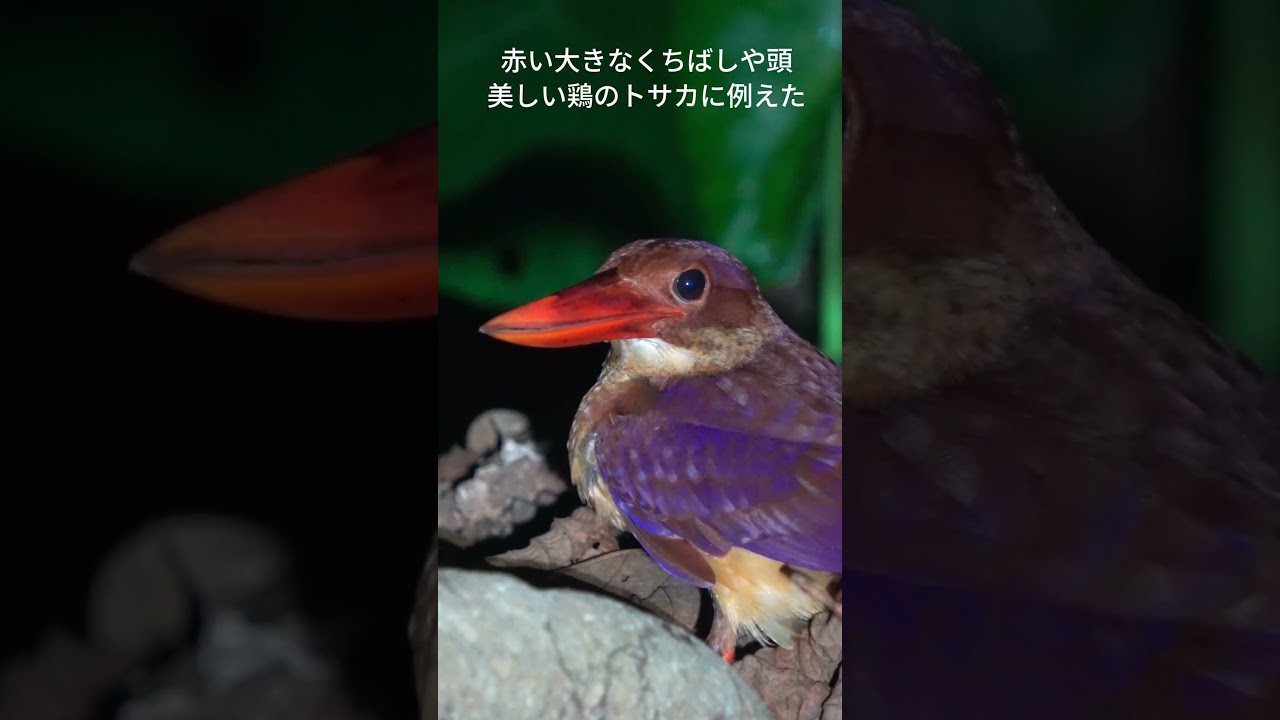 美しいキジムナー