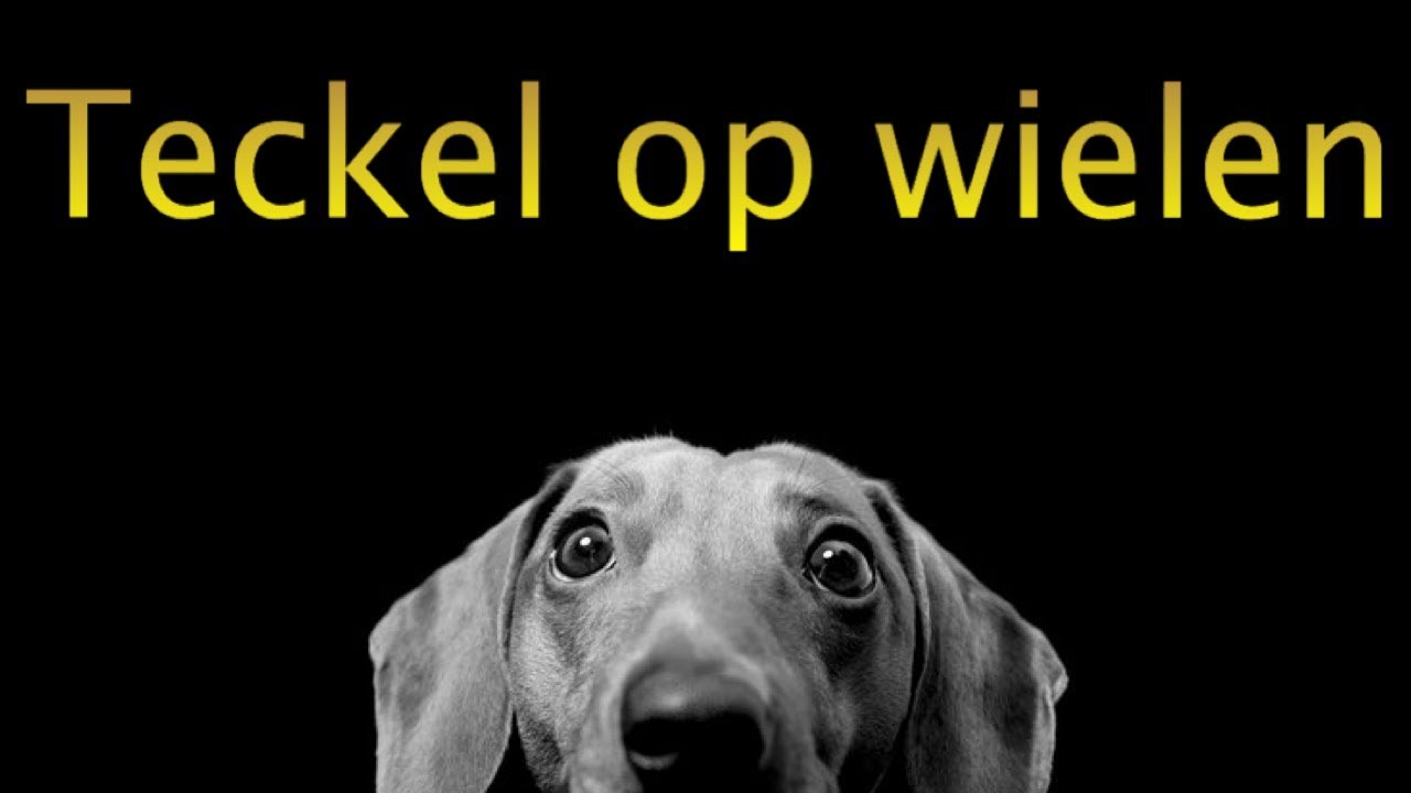 teckel op wielen - YouTube