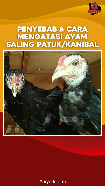 Penyebab & Cara Mengatasi Ayam Saling Patuk/Kanibal