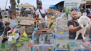 سوق القريعةتوليعة رائعة عشاق مختلف أنواع الطيور حصريا على قناتكم عالم الطيور فرجة ممتعة