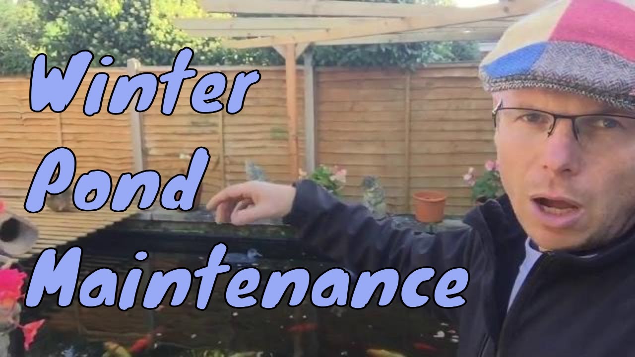 koi pond the office Winter Pond Maintenance | koi fish pond in winter UK fishes