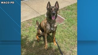 Reasons to Smile: Waco Police K-9 Andor recovering well after injury