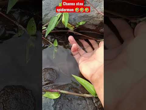 LUAR BIASA ! IKAN CHANNA LIMBATA TERCEPAT DIDUNIA - IKAN CHANNA #shorts #channa #limbata #viral