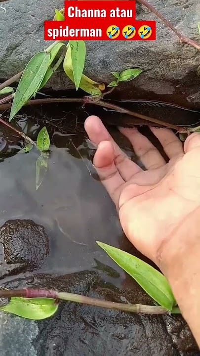 LUAR BIASA ! IKAN CHANNA LIMBATA TERCEPAT DIDUNIA - IKAN CHANNA #shorts #channa #limbata #viral