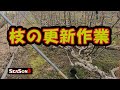 いちじくVlog #3 枝の更新作業 SEASON3