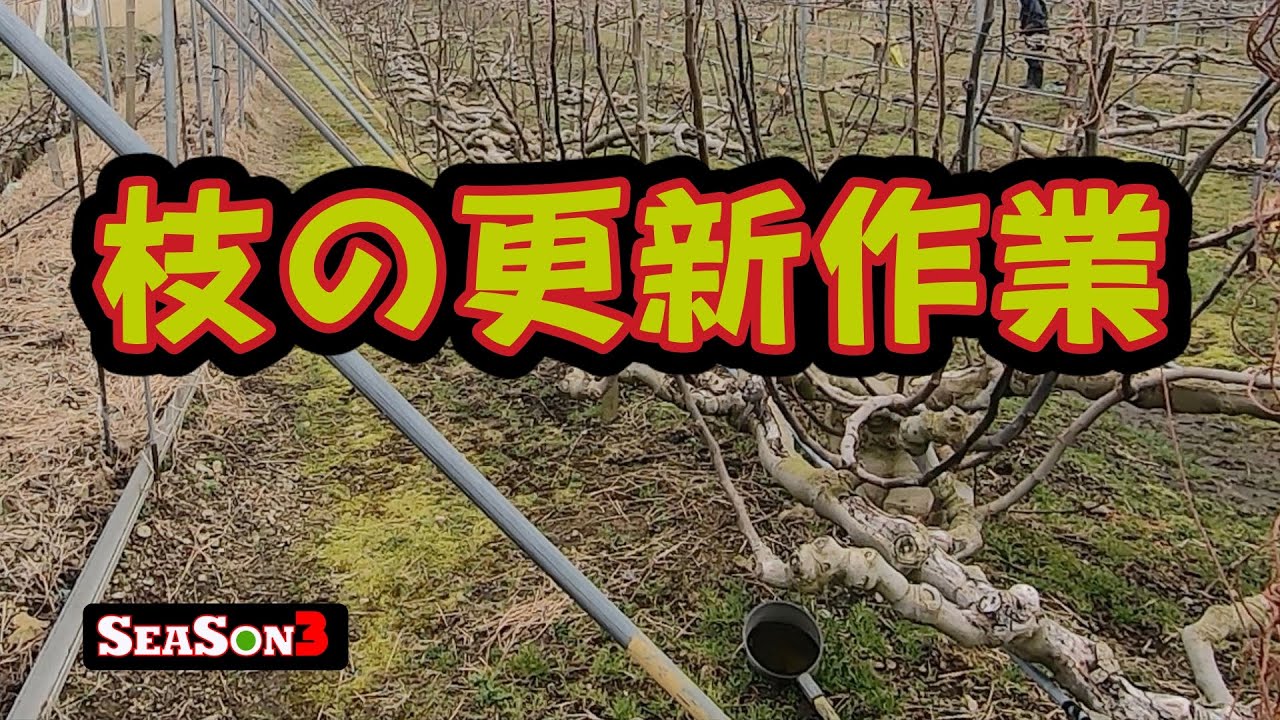 Рис Влог # 3 Ветка обновления работы СЕЗОНА3