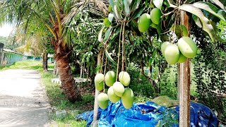Mango Tree In Khulna, Bangladesh.