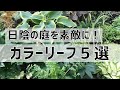 《日陰で5年以上植えっぱなし！初心者さん向けカラーリーフ５選》半日陰～日陰向きナチュラルなお庭に必須！定番から変わりダネまで／丈夫で育てやすい宿根草／カラーリーフ第２弾