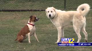 Bark for a Dog Park