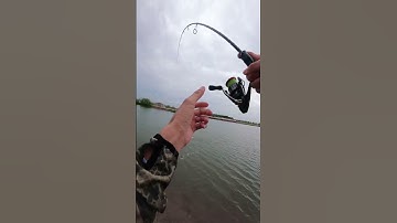 Mồi câu cá nhồng bằng giun tự làm của anh ba geda