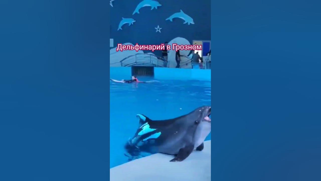 #дельфинарий #грозный #чечня #кавказ #тиктоктренд #тиктоклучшее# ...