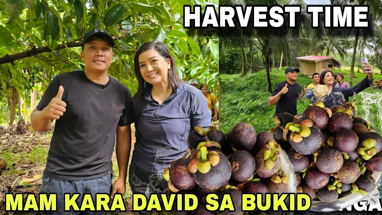 Pag Harvest ni mam Kara David  ng Mangoesteen sa bukid WOW...Mamaya na sa PINAS SARAP 8:15  sa Gtv 