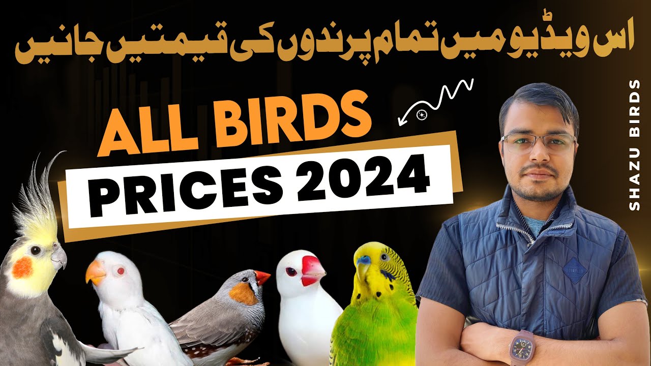 All Birds Prices 2024 Lovebirds Java Sparrow finches Budgies
