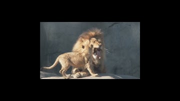 Passing the Torch: Building a Legacy for the Next Generation